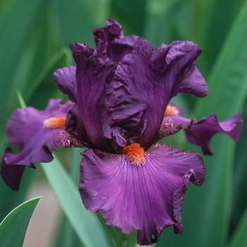 Iris germanica 'Sheer Ecstasy' 