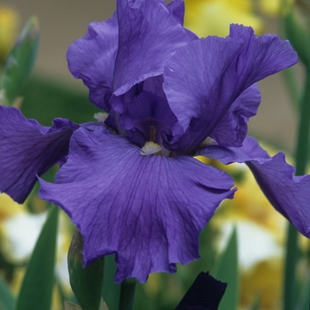 Iris germanica 'Shipshape' 
