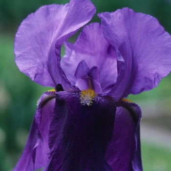 Iris germanica 'Sierra Blue' 