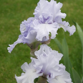 Iris germanica 'Silverado' 