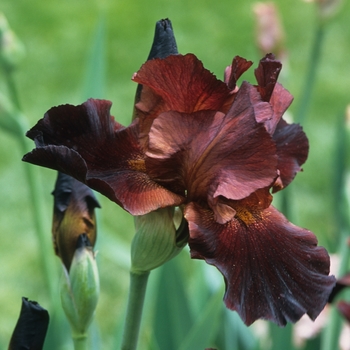 Iris germanica 'Sinister Desire' 