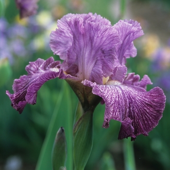 Iris germanica 'Skipalong' 