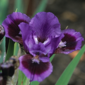 Iris pumila 'Smart'