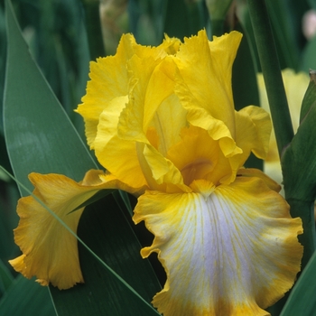 Iris germanica 'Smiling Gold' 