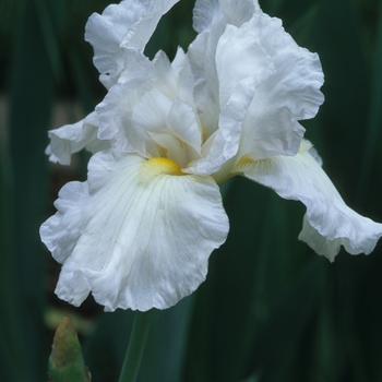 Iris germanica 'Snow Parsol' 