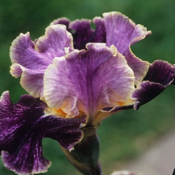 Iris 'Spirit World' 