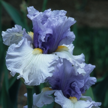 Iris 'Spring Shower'