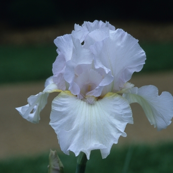 Iris 'St Petersburg'