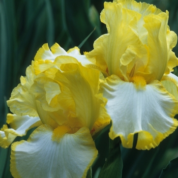 Iris germanica 'Starlight Express' 