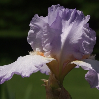 Iris germanica 'Stepping Out' 