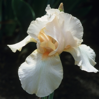 Iris 'Strawberry Apricot' 