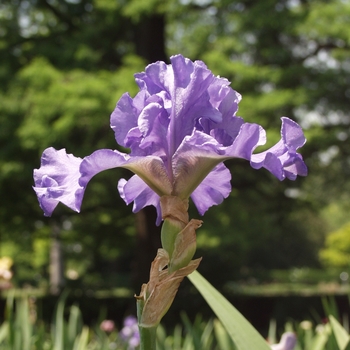 Iris germanica 'Sudden Impact' 