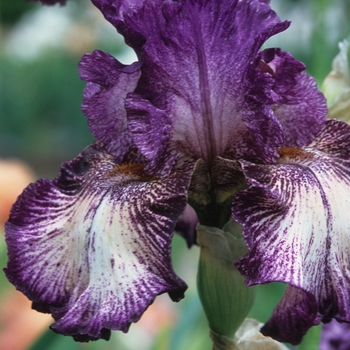 Iris 'Sumersault' 