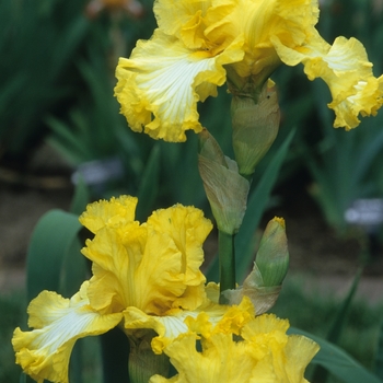 Iris germanica 'Sun Catcher' 