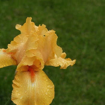 Iris germanica 'Super Simmon' 