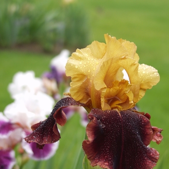 Iris germanica 'Supreme Sultan' 