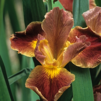 Iris louisiana 'Swamp Flame' 