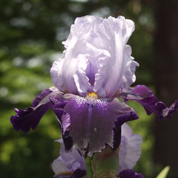 Iris germanica 'Tempting Fate' 