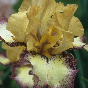 Iris germanica 'Tennessee Gentleman' 