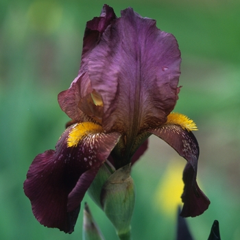 Iris 'The Red Douglas' 