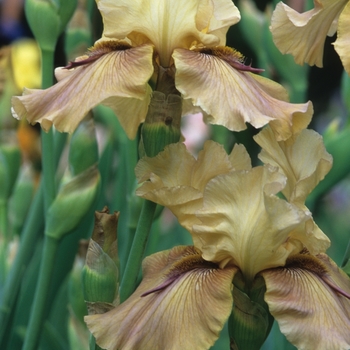 Iris 'Thornbird' 