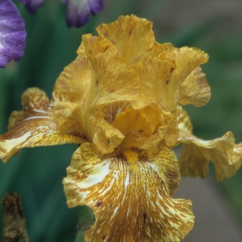 Iris germanica 'Tiger Honey' 