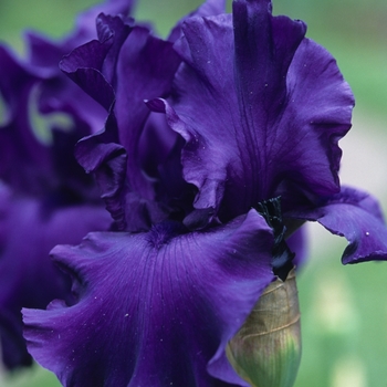 Iris germanica 'Titan's Glory' 
