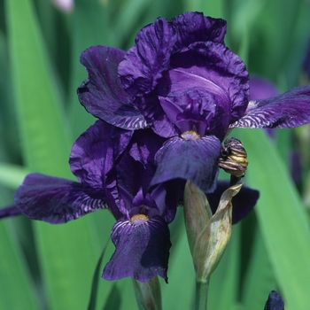 Iris germanica 'Todd' 