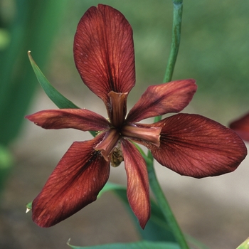 Iris 'Town Council'