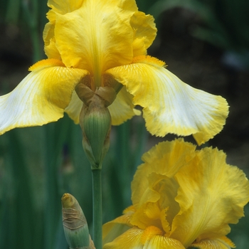 Iris germanica 'Truly Yours' 