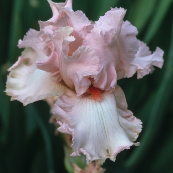 Iris germanica 'Valentines Day' 