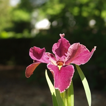 Iris louisianna 'Velvet Memory' 