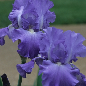 Iris germanica 'Victoria Falls' 