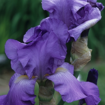 Iris germanica 'Violet Harmony' 