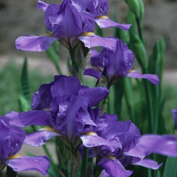 Iris 'Virginia Lyle'