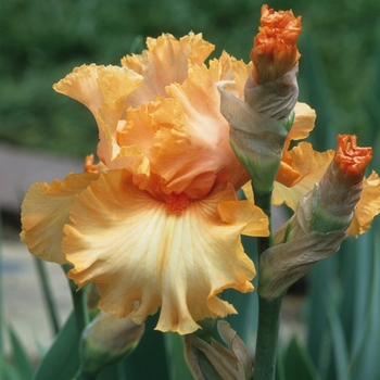 Iris germanica 'Viva Mexico' 