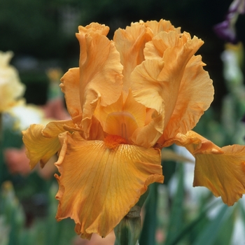 Iris germanica 'Voltage' 