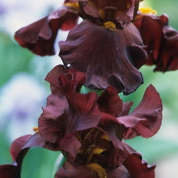 Iris germanica 'War Chief'