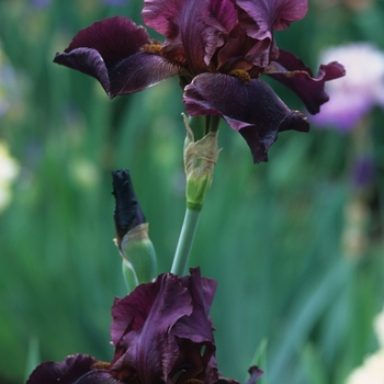 Iris germanica 'Winesap' 