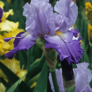 Iris germanica 'Wing Commander' 