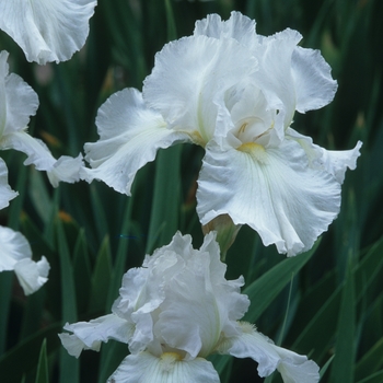 Iris germanica 'Winterland' 