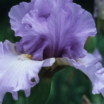 Iris germanica 'Wishful Thinking' 