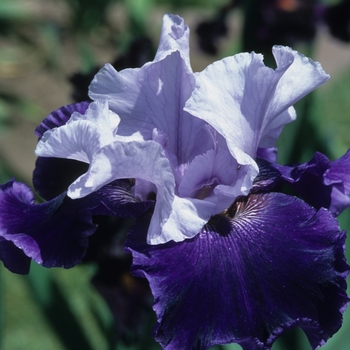 Iris germanica 'World Premier' 