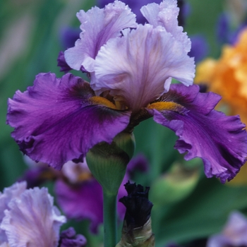 Iris germanica 'Zepherina' 
