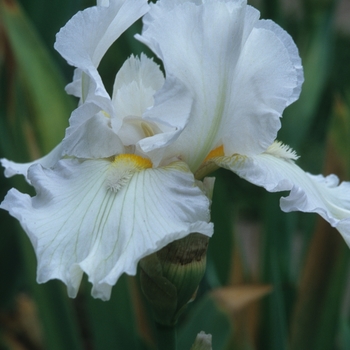 Iris germanica 'Zurich' 