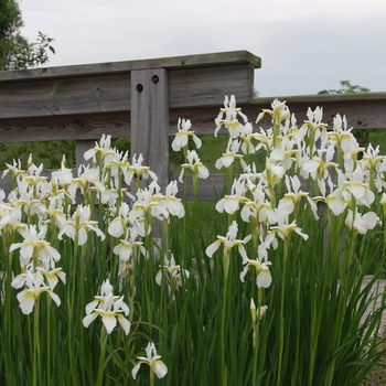 Iris sibirica 'Alba' 