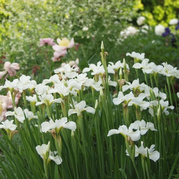 Iris sibirica 'Gull's Wing' 