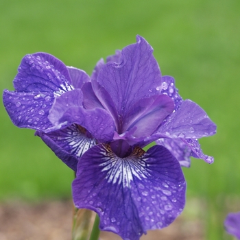 Iris sibirica 'Mabel Coday' 