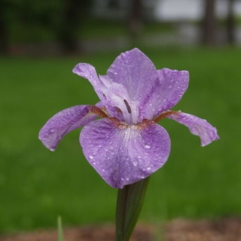 Iris sibirica 'Purple Sand' 