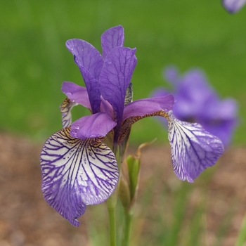 Iris sibirica 'Shakers Prayer' 